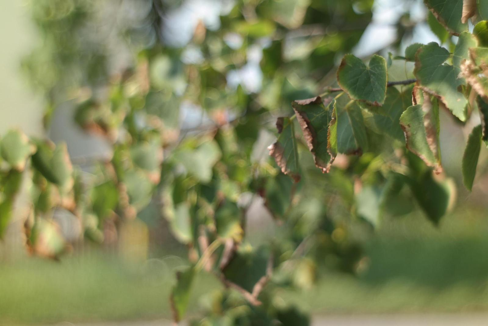 Jupiter-8 50mm F2.0 (M39)