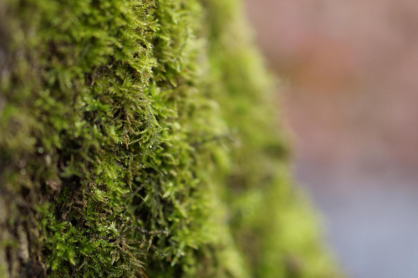 Sony E 1.8/50mm OSS (SEL-50F18)