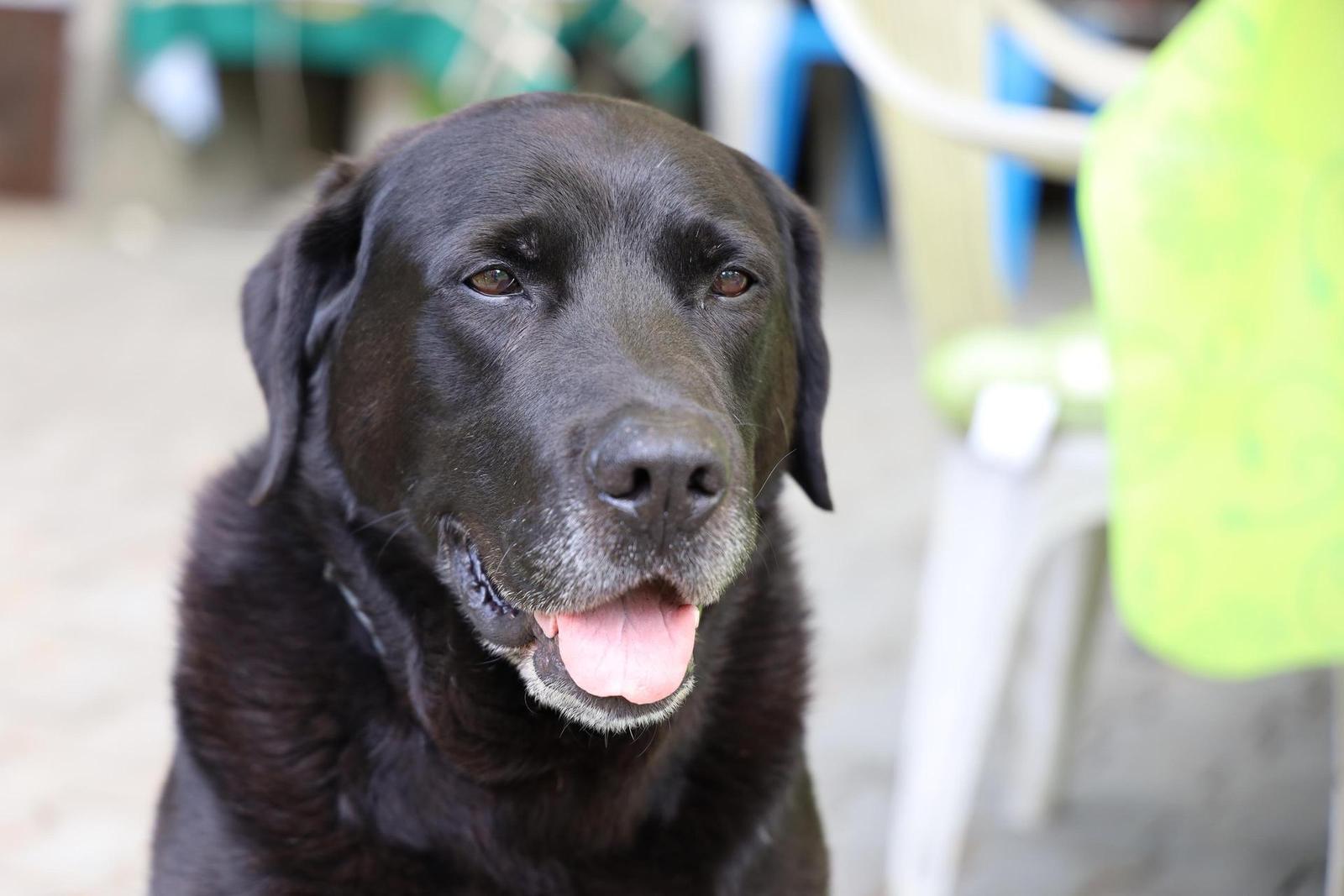 Canon RF 24-105mm f/4 L IS USM