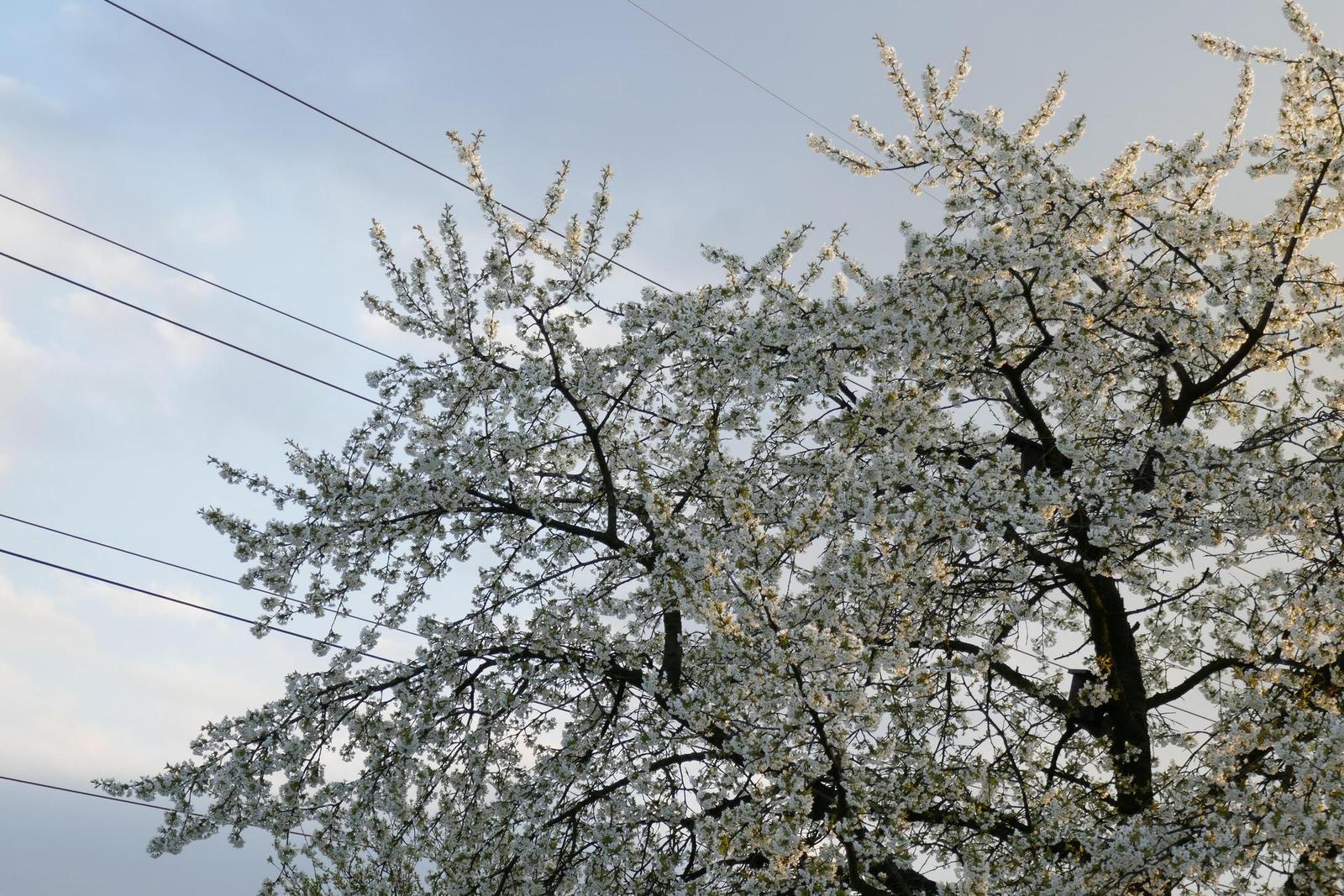 Panasonic Lumix TZ100: luxusní ultrazoom