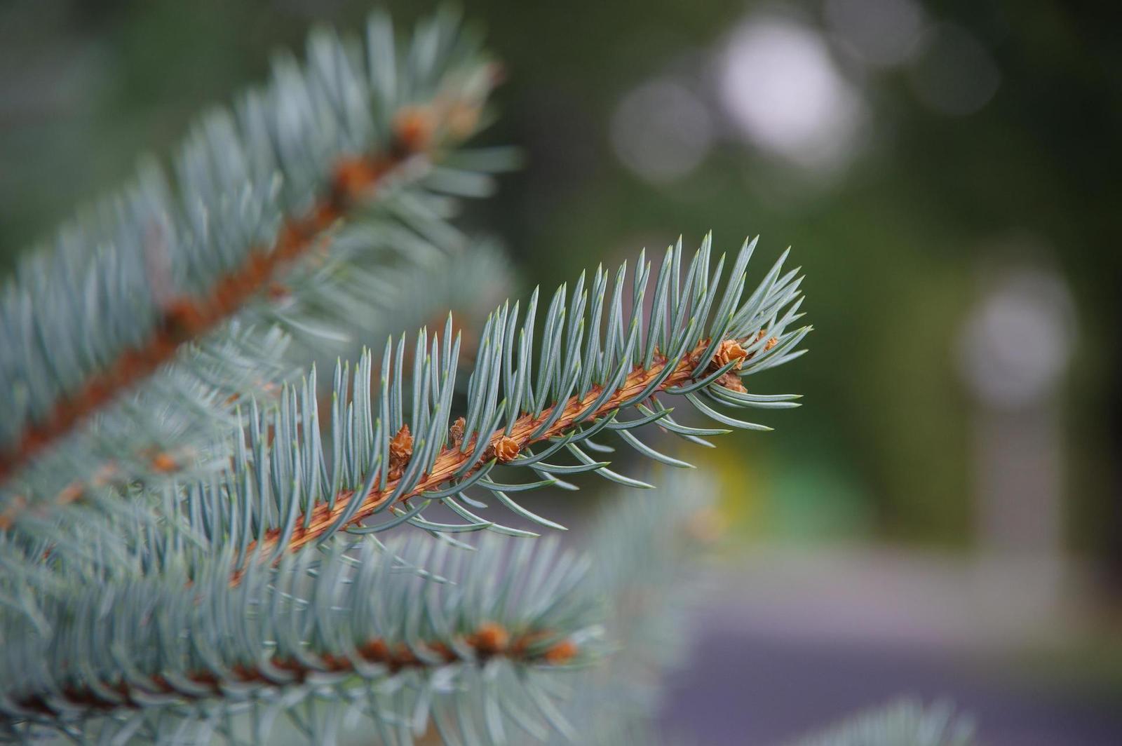 Pentax-DA 18-135mm 1:3.5-5.6 ED AL [IF] DC WR