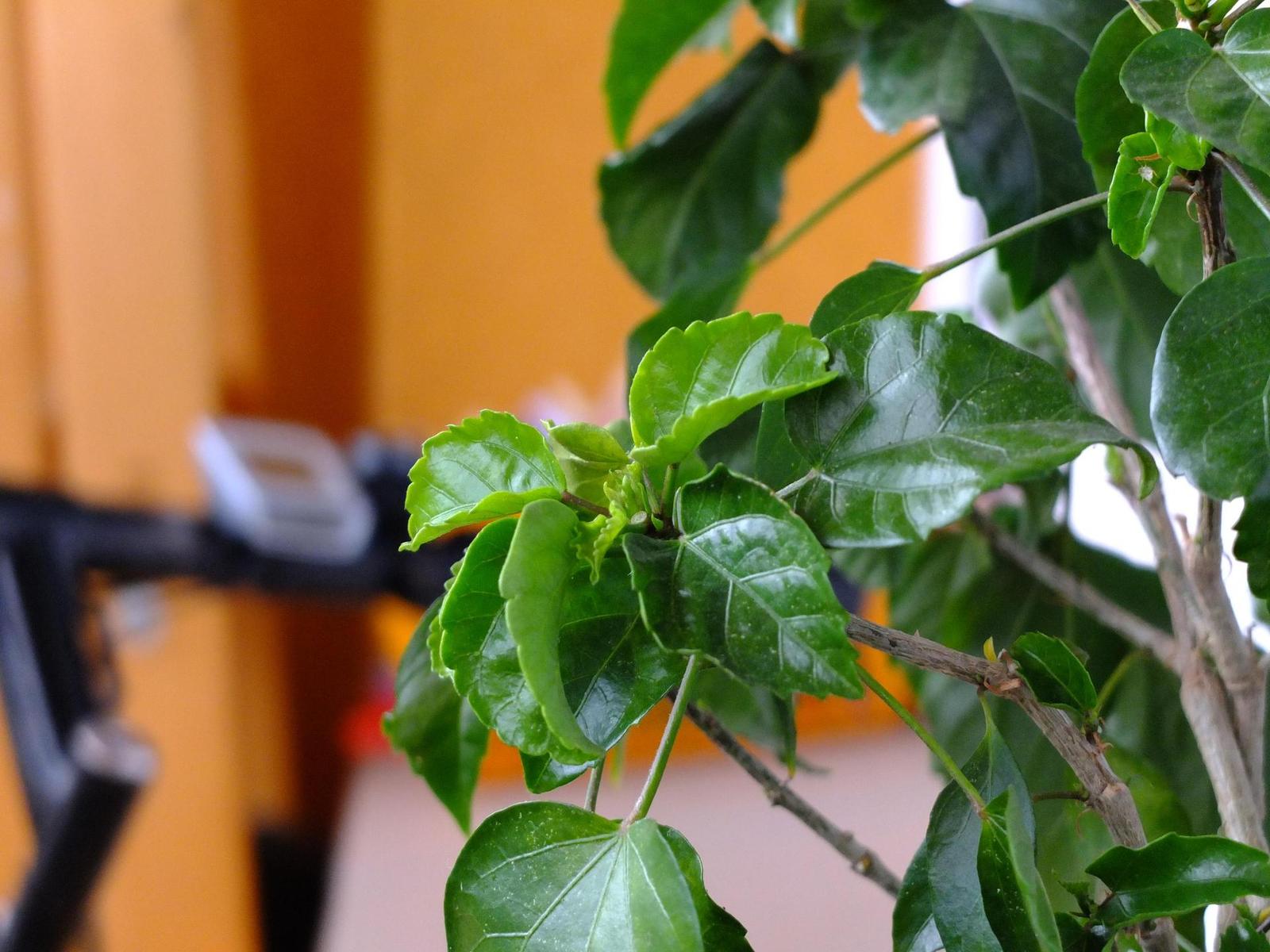 Fujifilm X10: retroborec