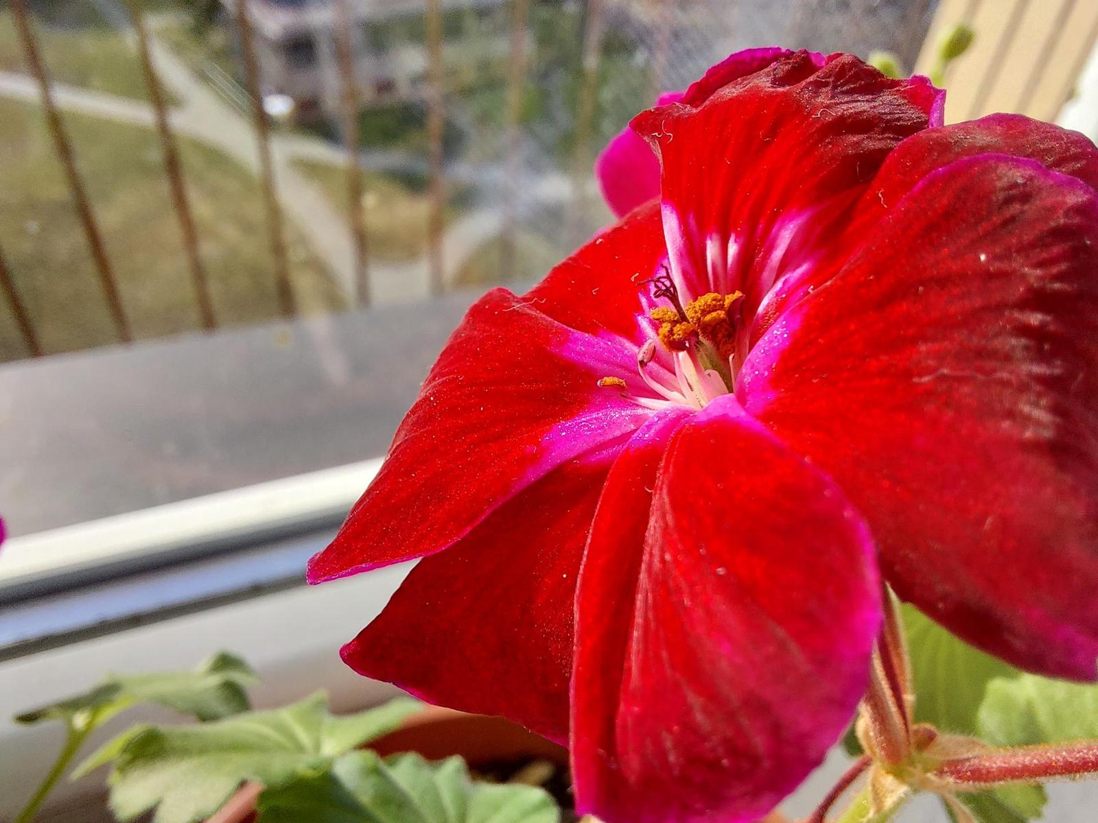 Samsung Galaxy A52s 5G: populární univerzál