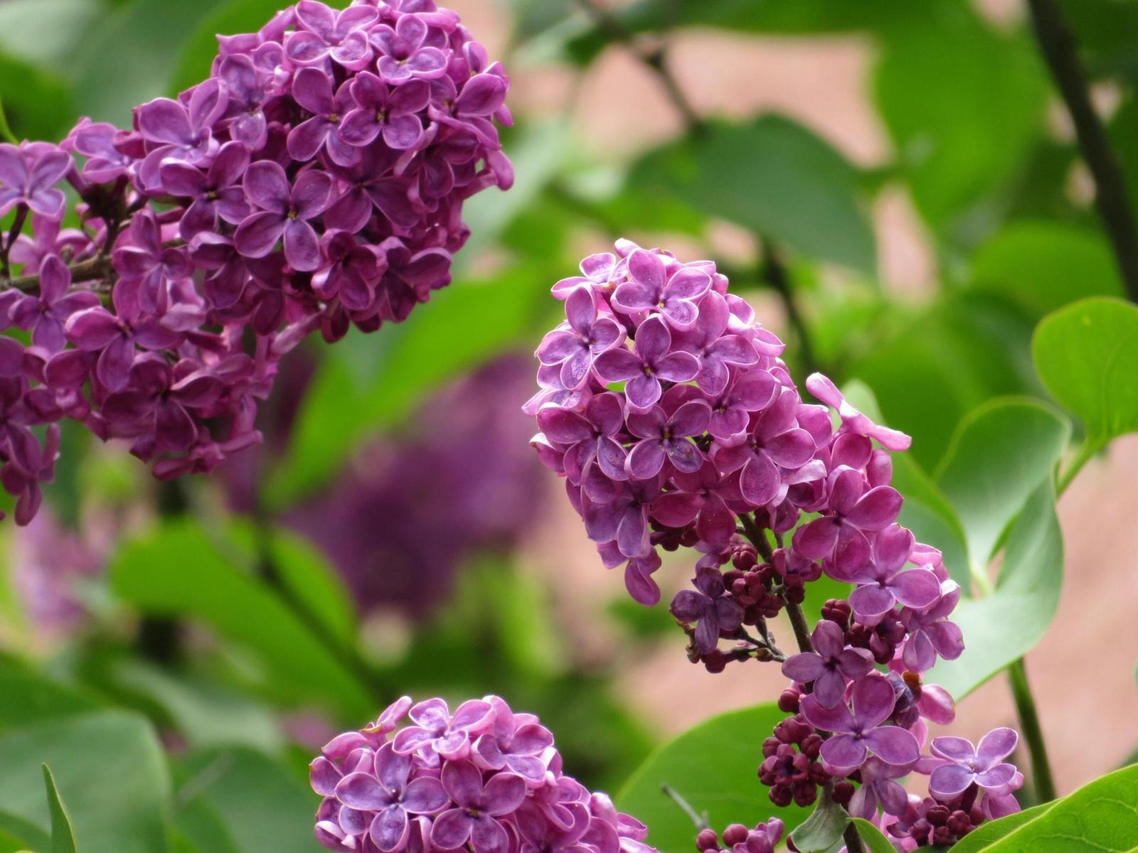 Canon PowerShot SX720 HS: kapesní šmírování