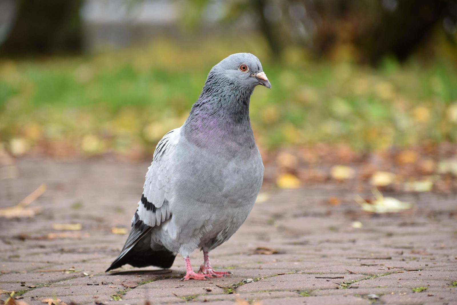 Nikon AF-P DX Nikkor 70-300 mm f/4,5-6,3G ED VR