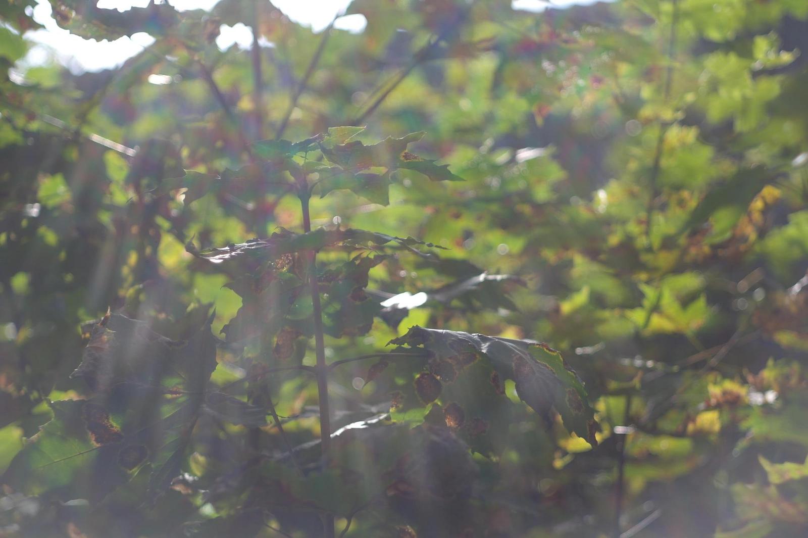 Industar-61L/D 55mm F2.8 (M39)