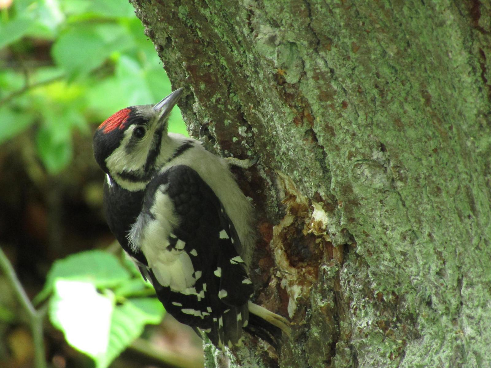 Canon PowerShot SX430 IS: milovník přírody