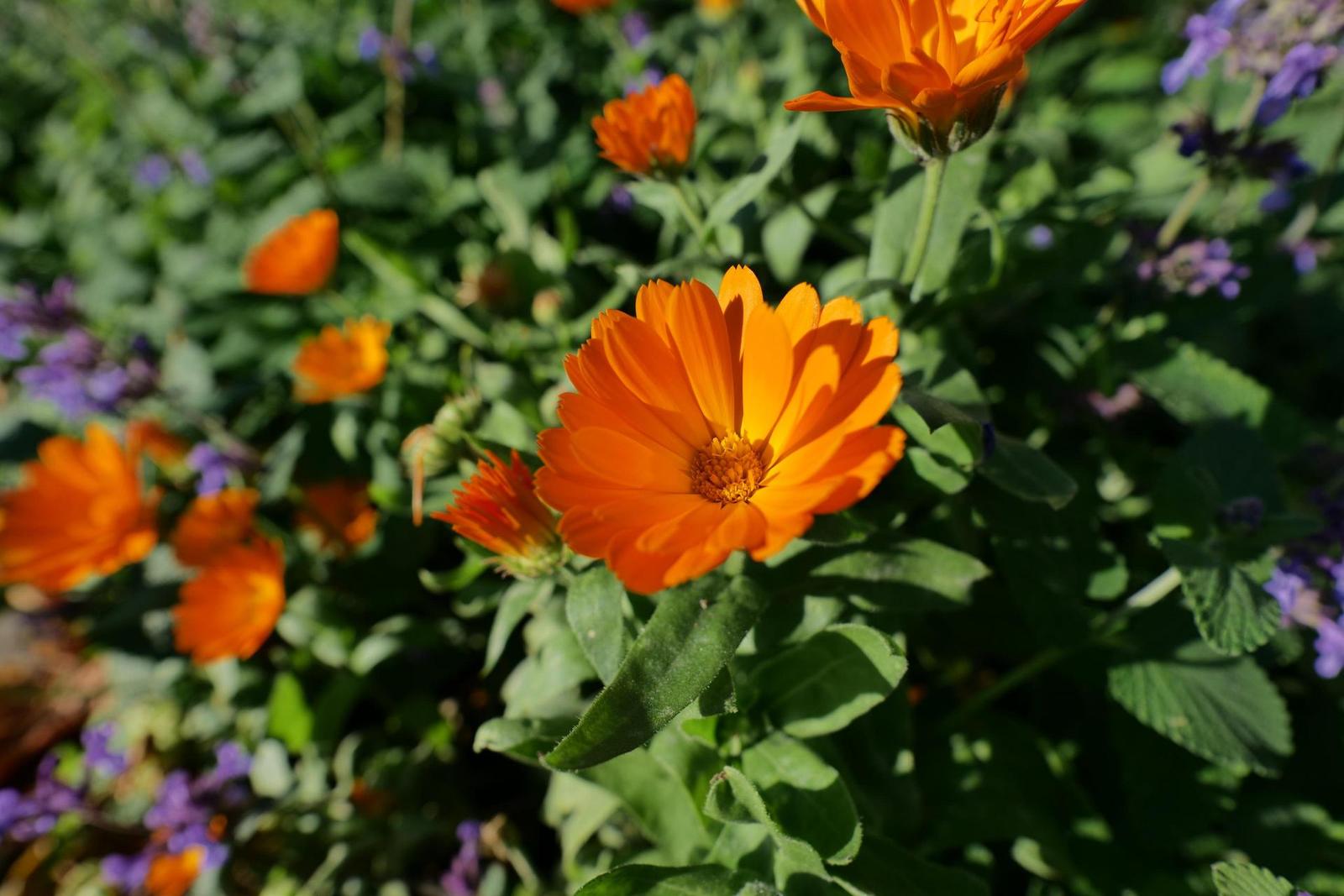 Panasonic Lumix S 18mm F1.8