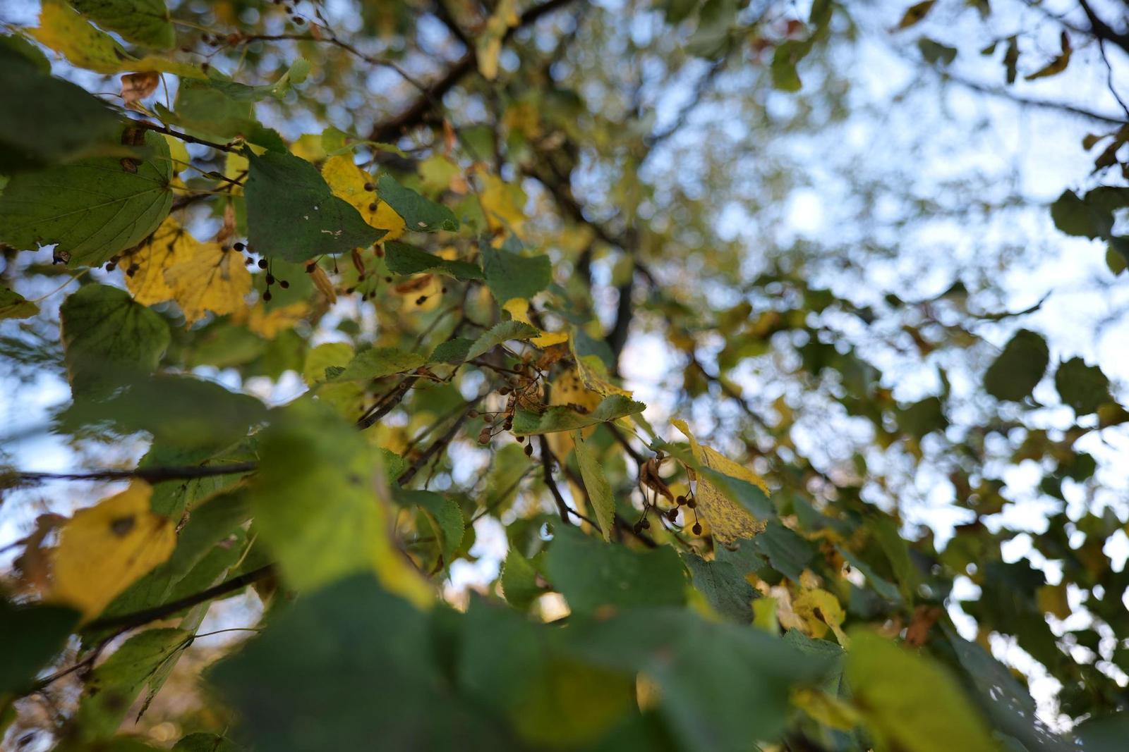 Panasonic Lumix S 18mm F1.8