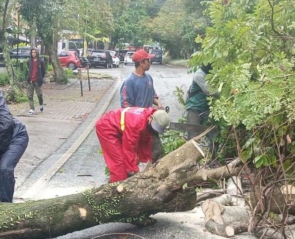 antisipasi-pohon-tumbang-pemkot-bandung-pangkas-2532-pohon