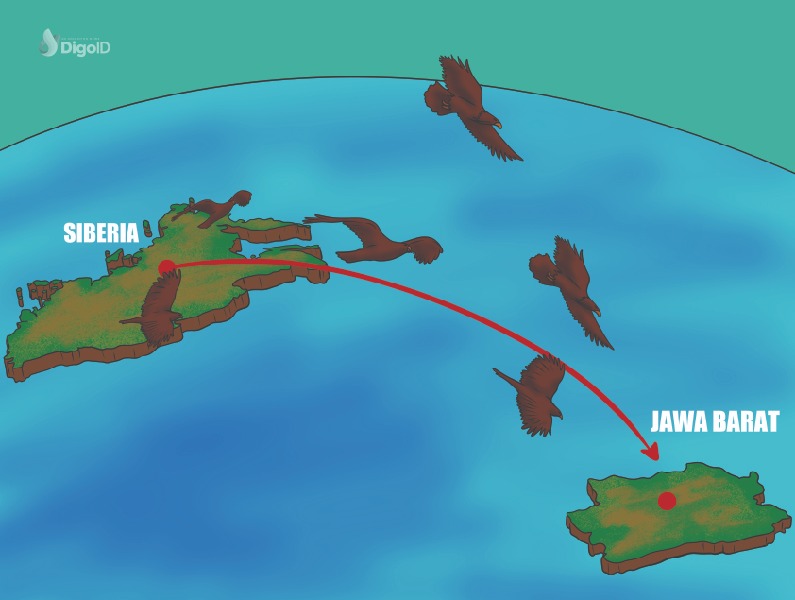 fenomena-migrasi-burung-siberia-ke-karawang-jawa-barat