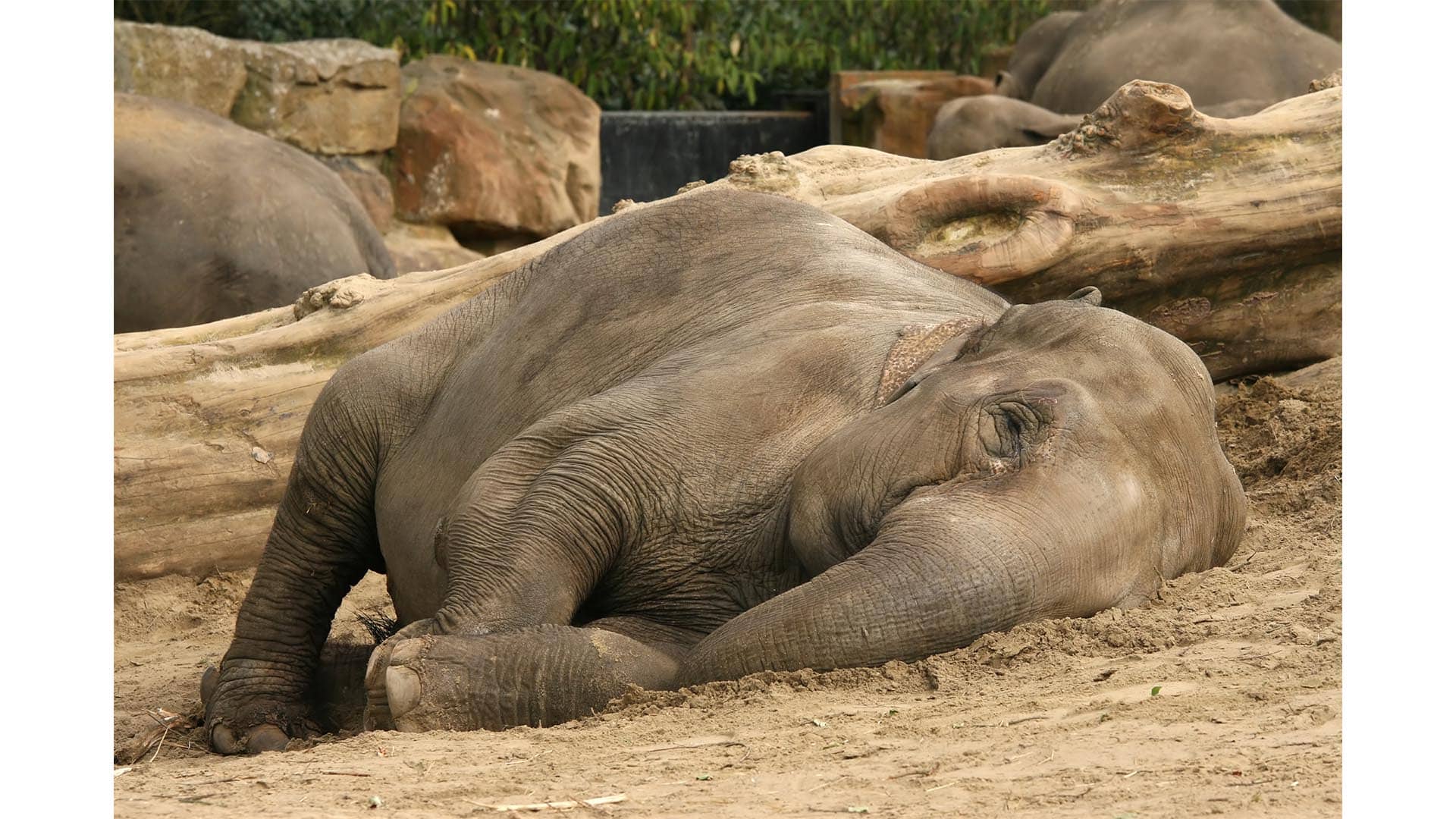 Surprise At The Zoo