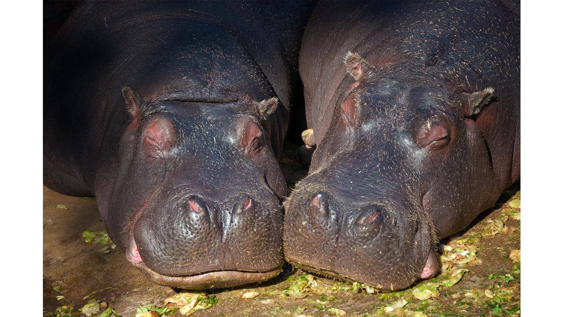 Surprise At The Zoo