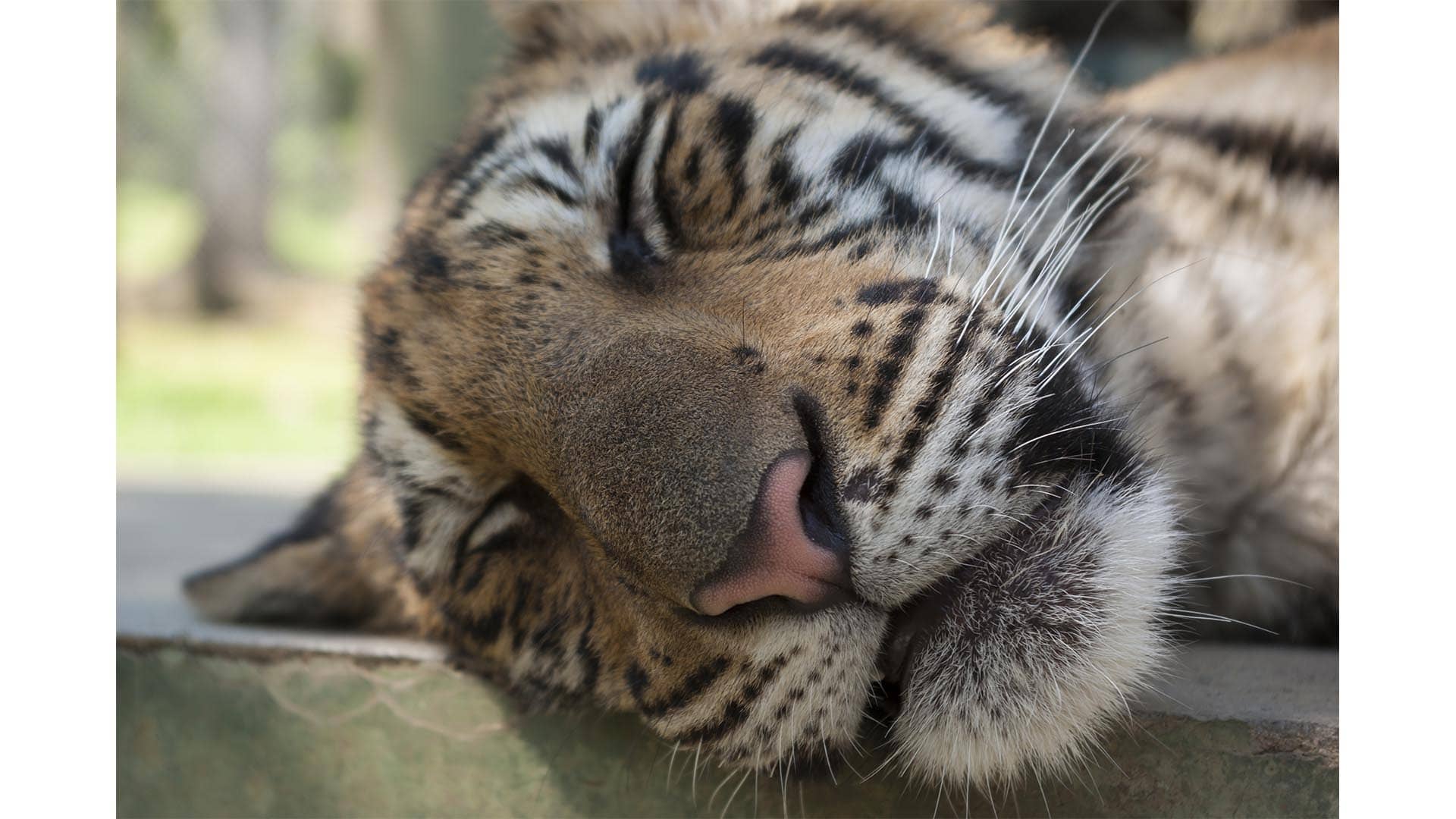 Surprise At The Zoo