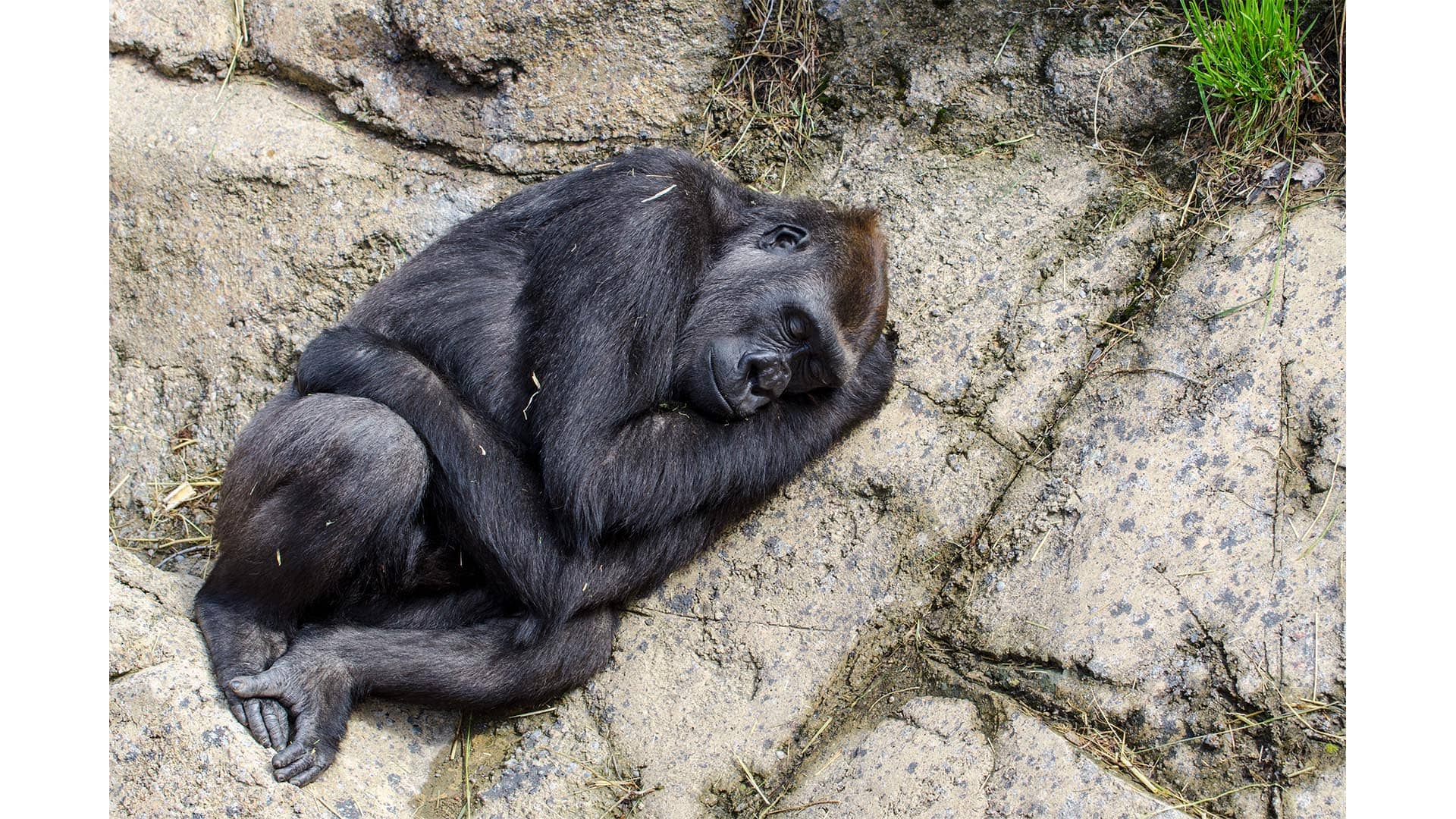 Surprise At The Zoo