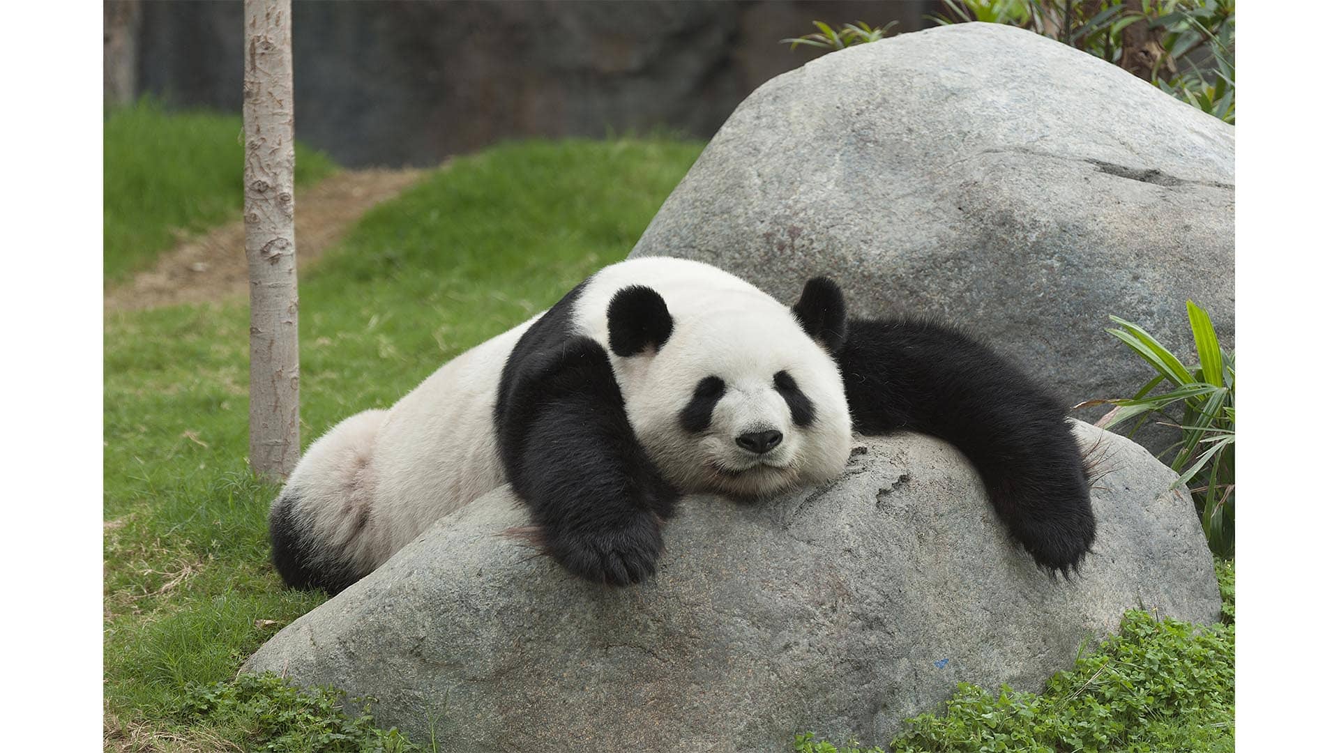 Surprise At The Zoo