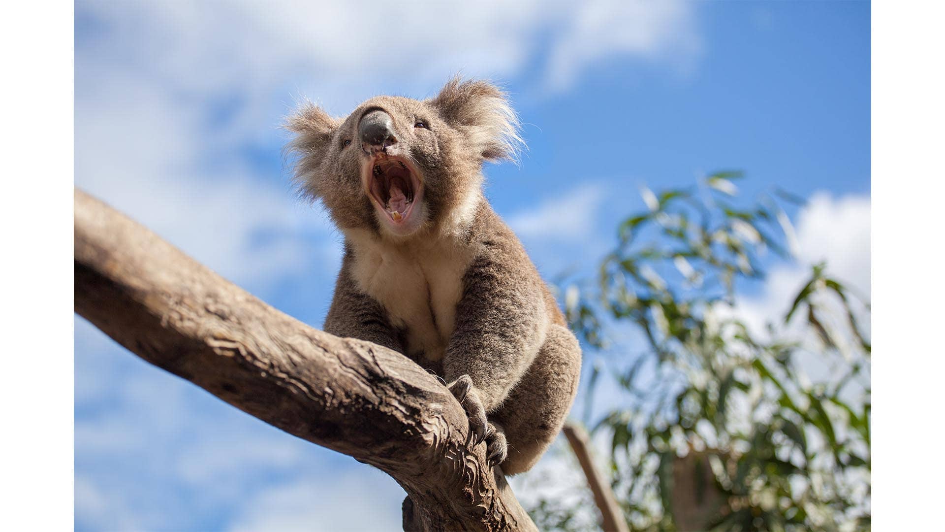 Surprise At The Zoo