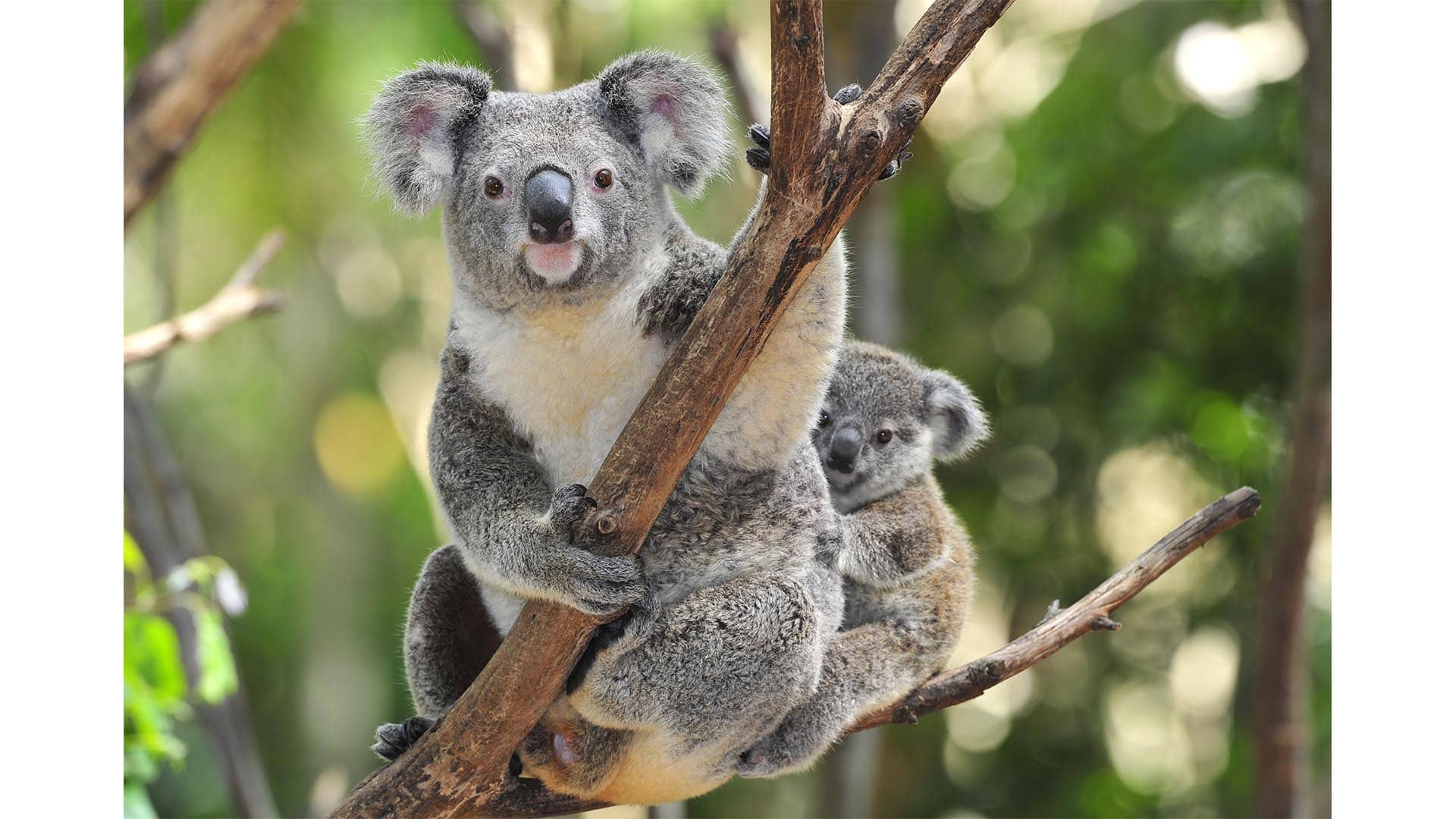 Surprise At The Zoo