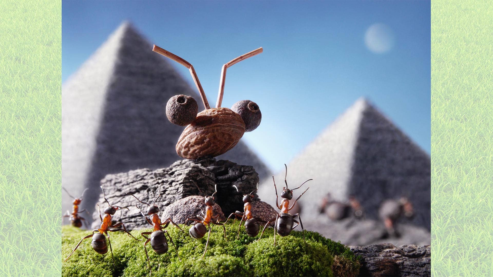 The Ant Kingdom