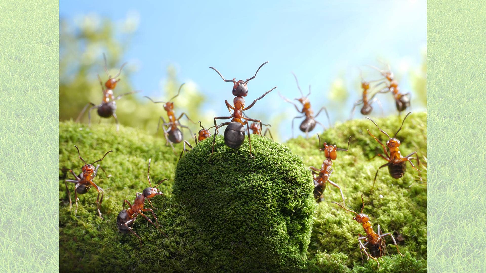 The Ant Kingdom