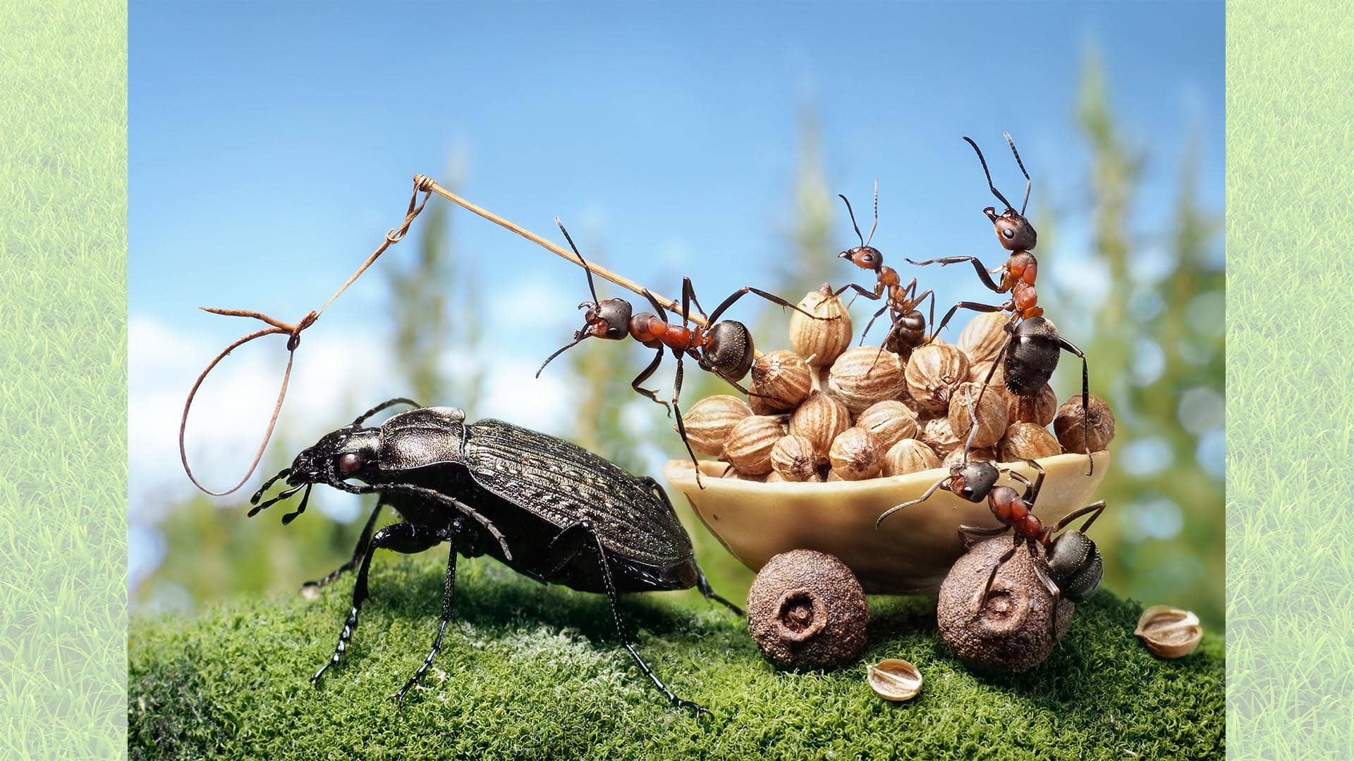 The Ant Kingdom