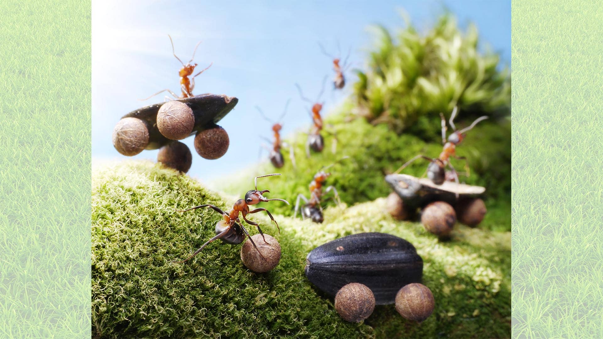 The Ant Kingdom