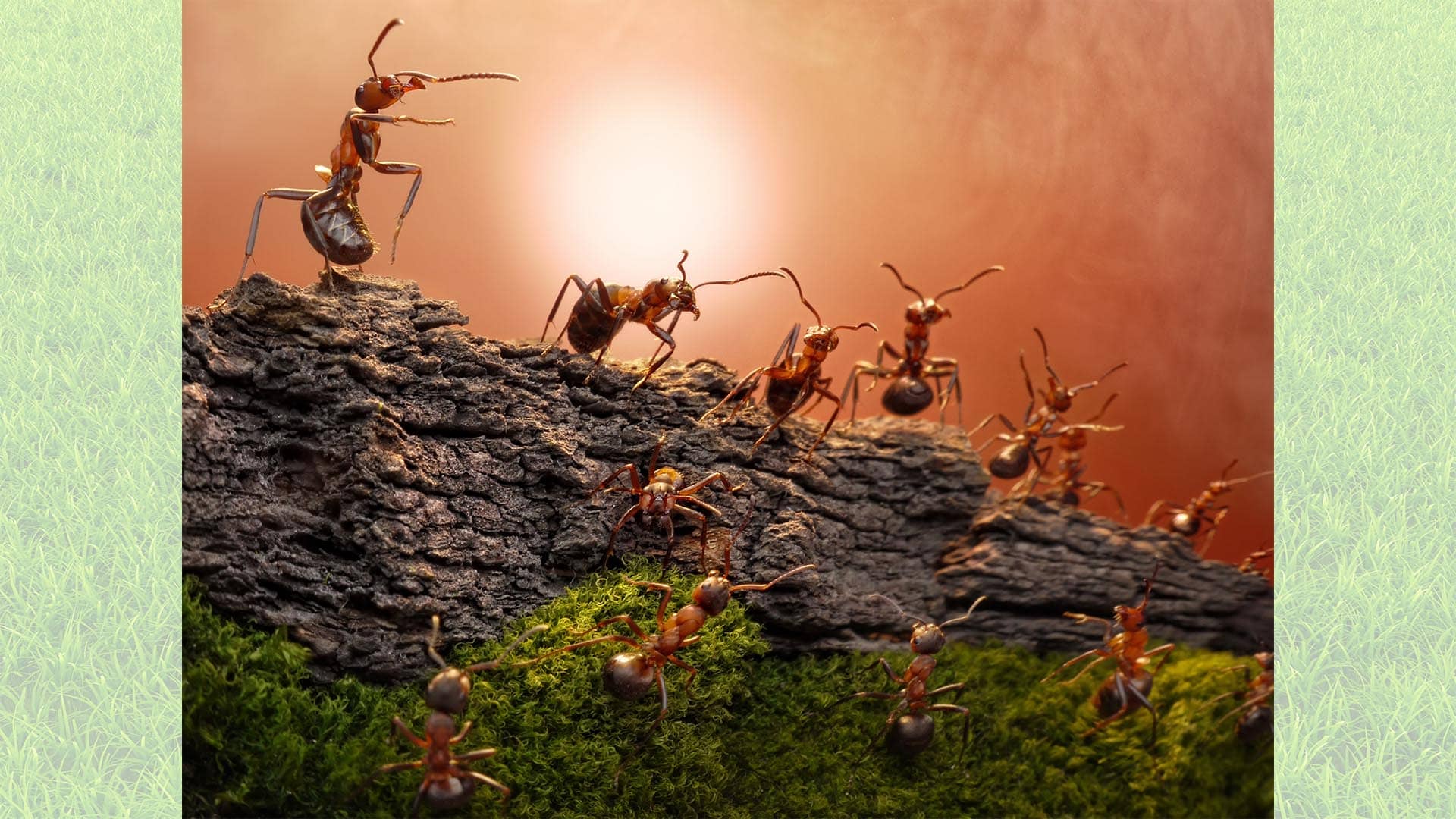 The Ant Kingdom