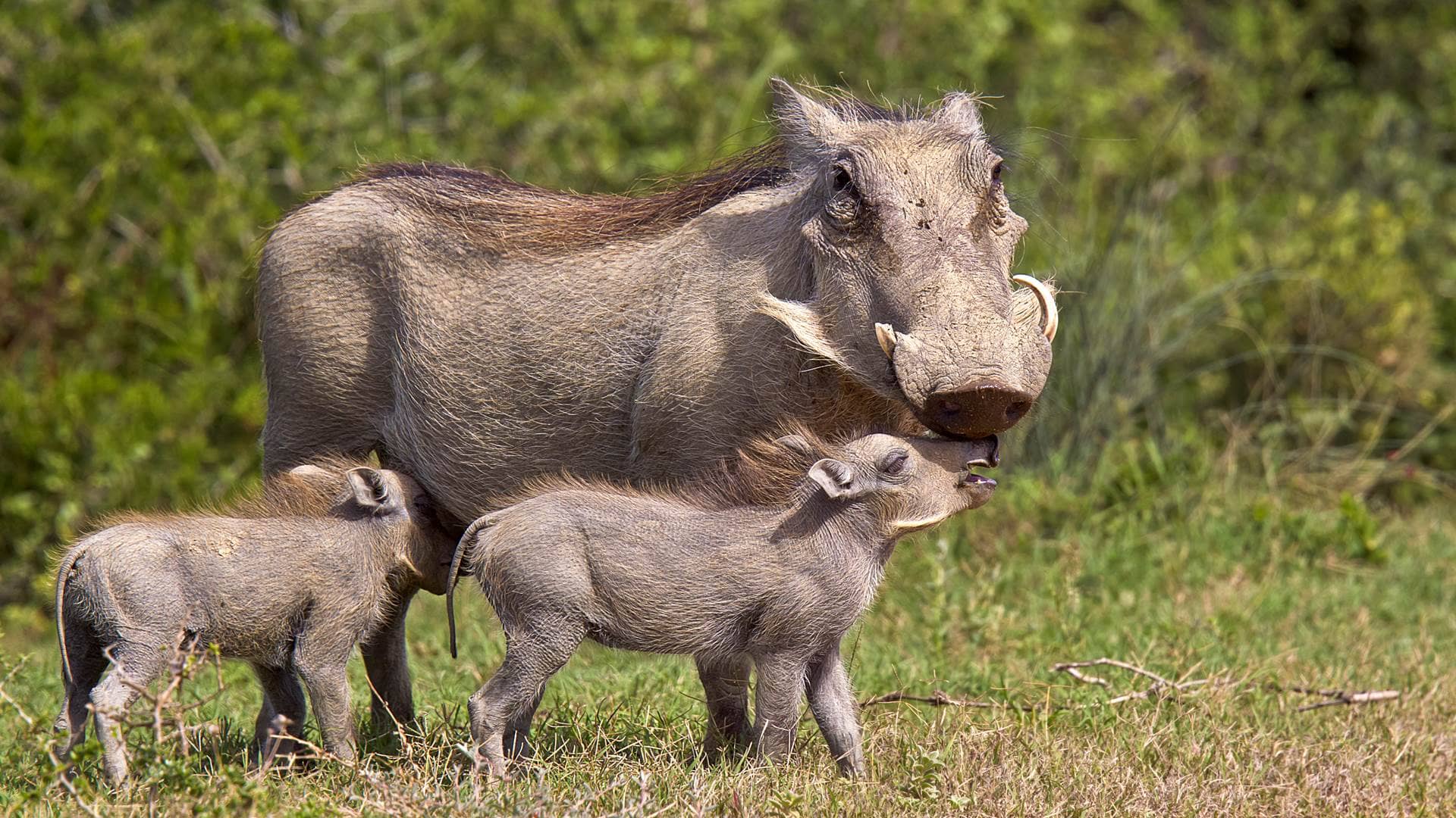 Animals Of Africa