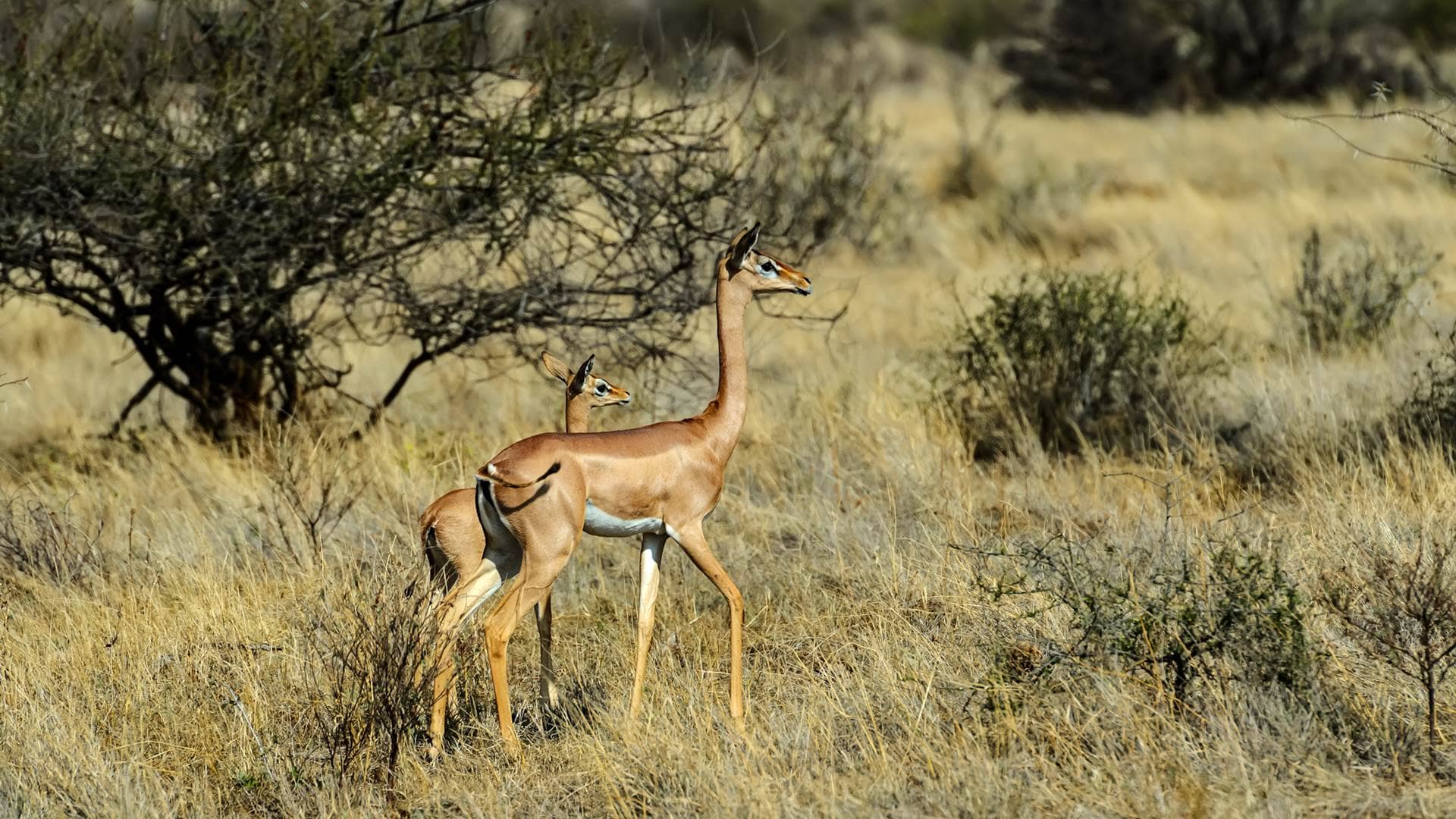 Animals Of Africa