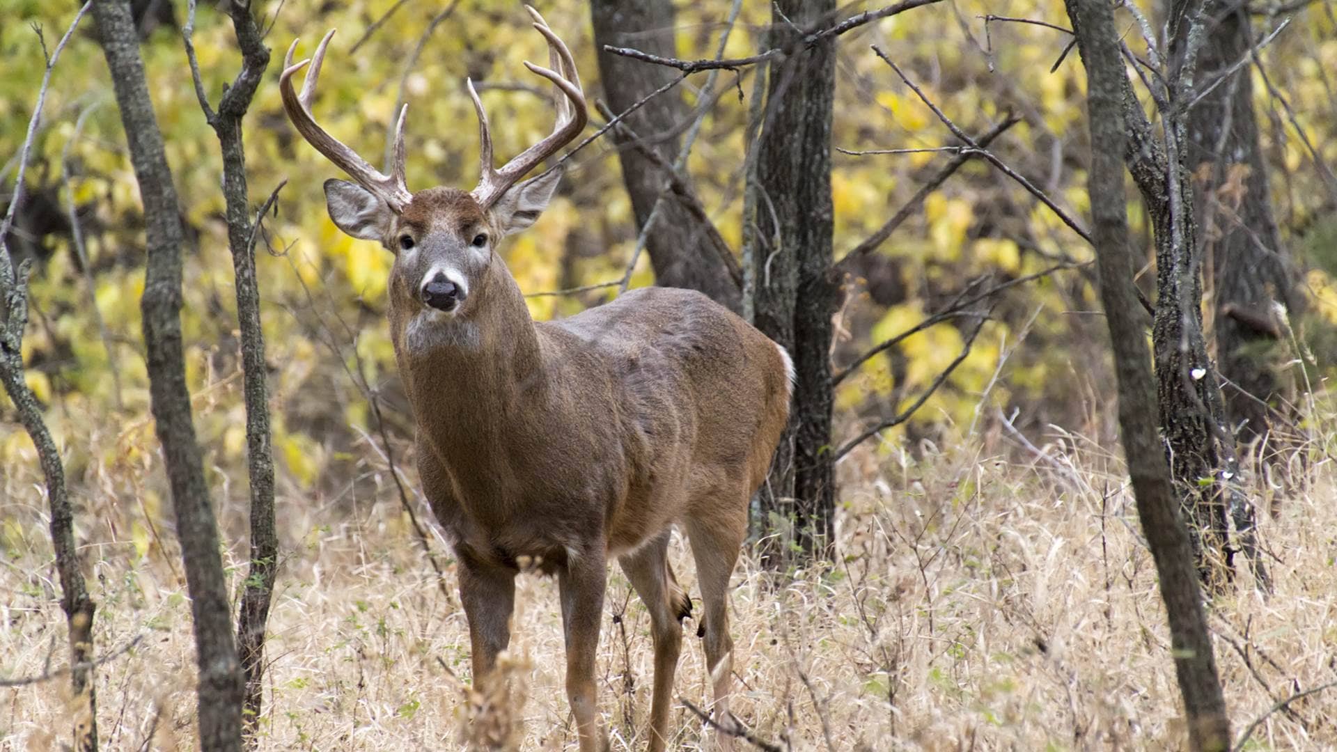 Animals Of America