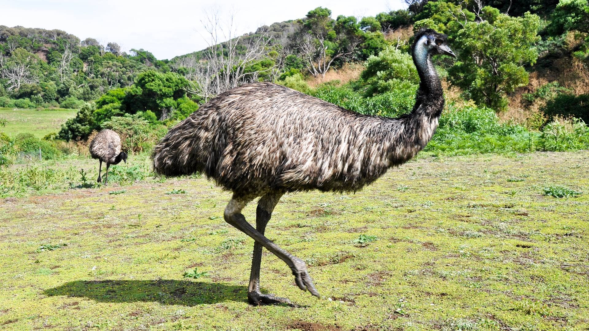 Animals Of Australia