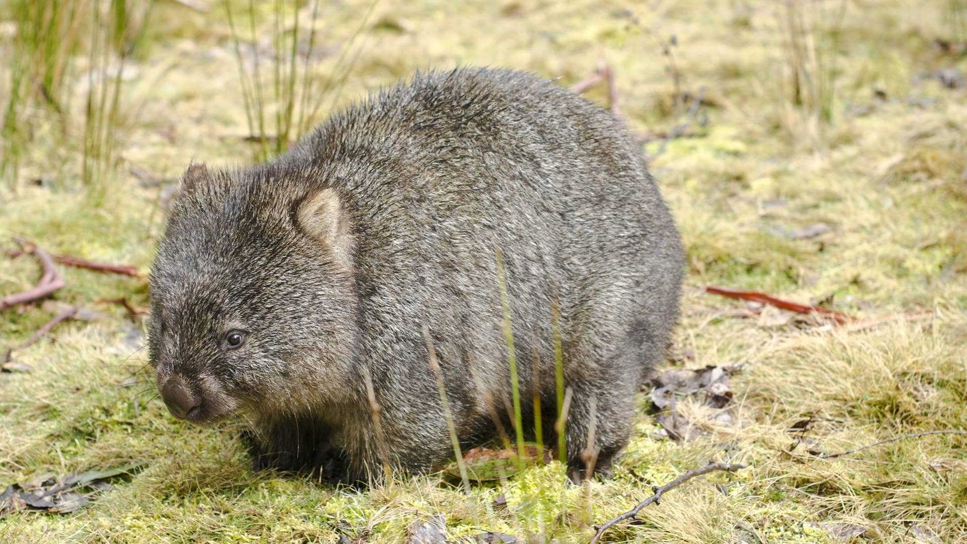 Animals Of Australia