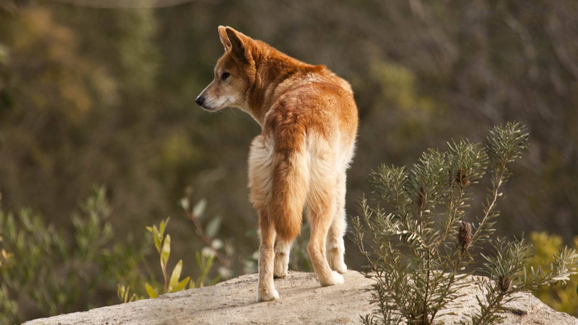 Animals Of Australia