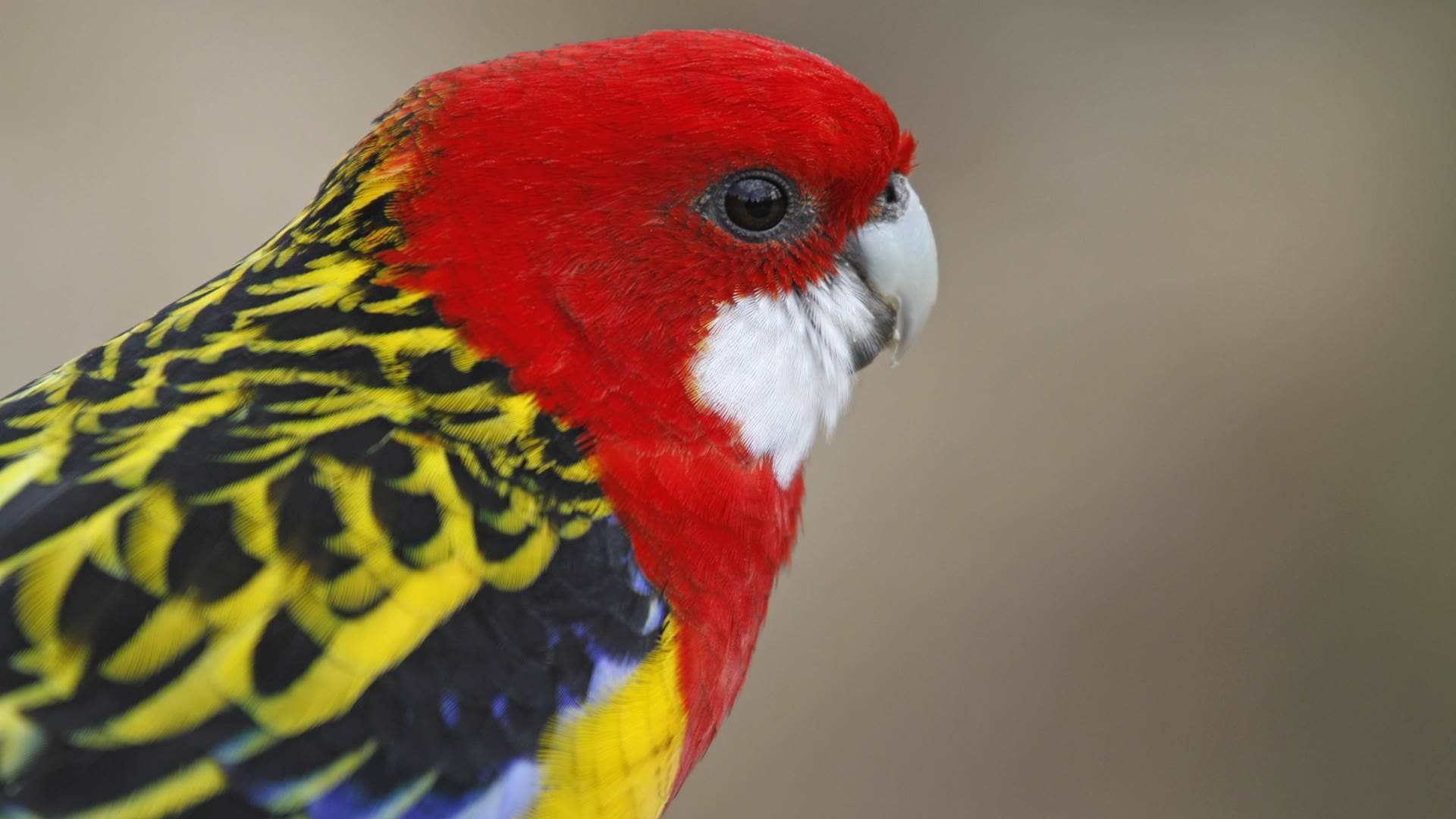 Animals Of Australia