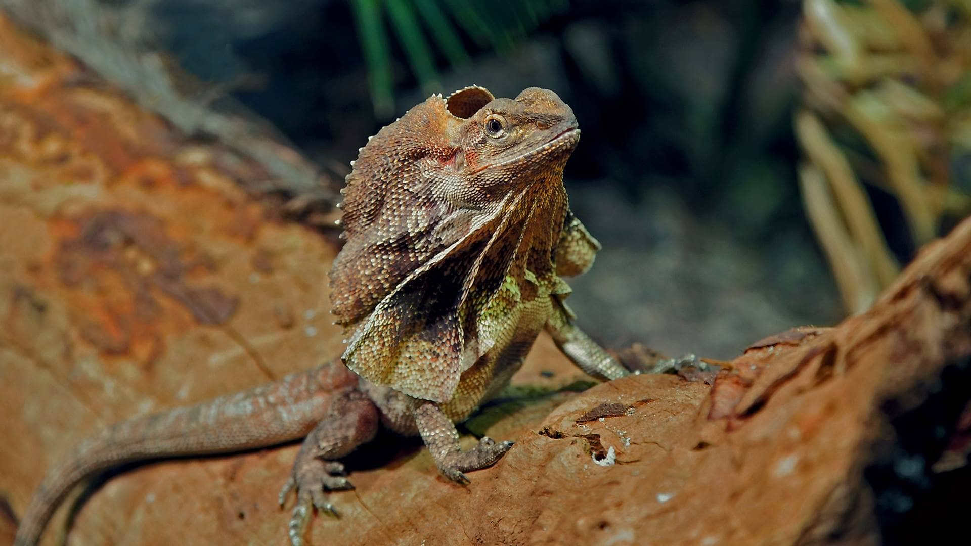 Animals Of Australia