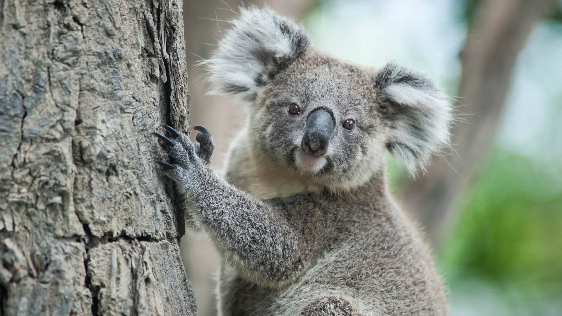 Animals Of Australia