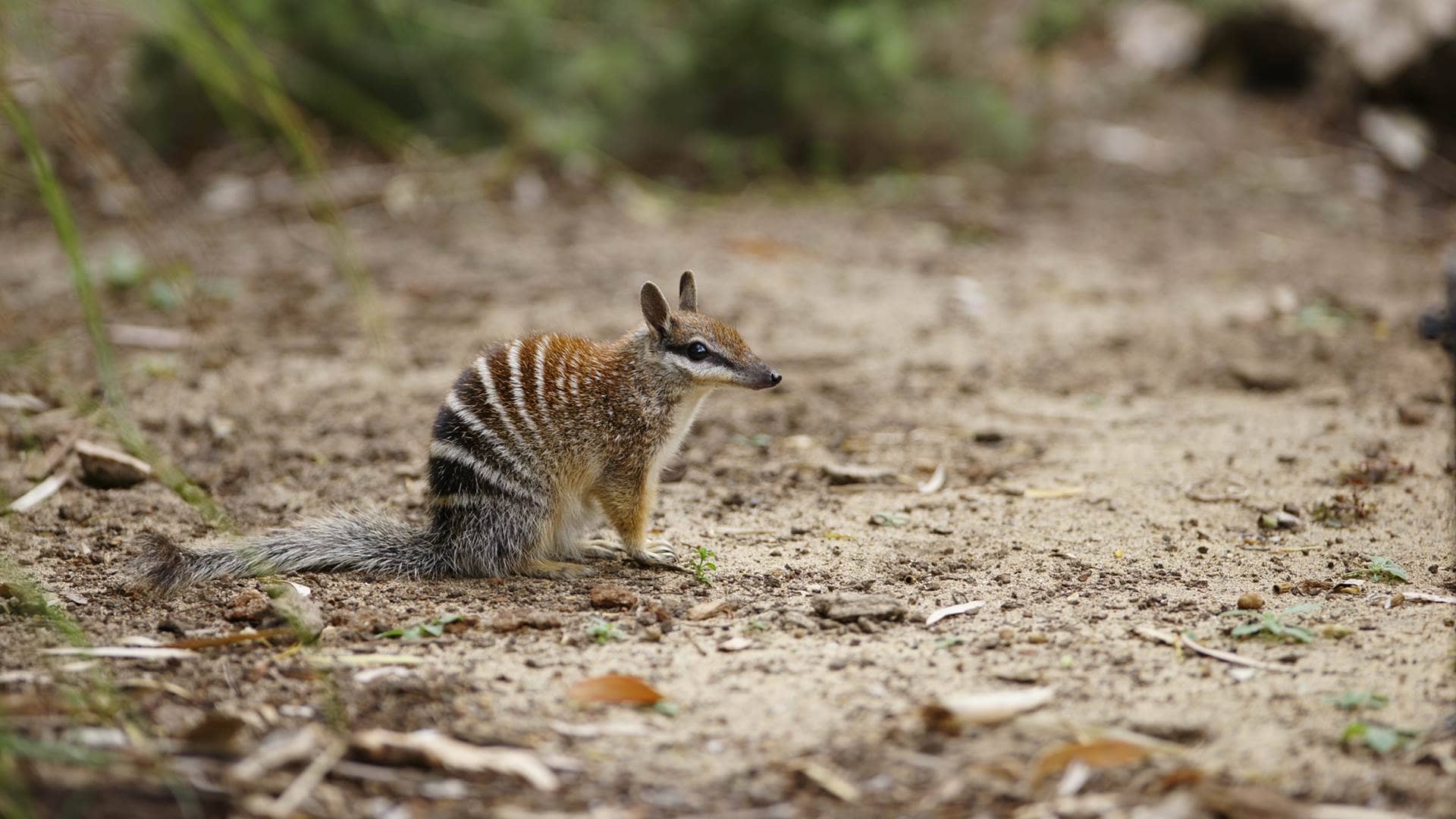 Animals Of Australia