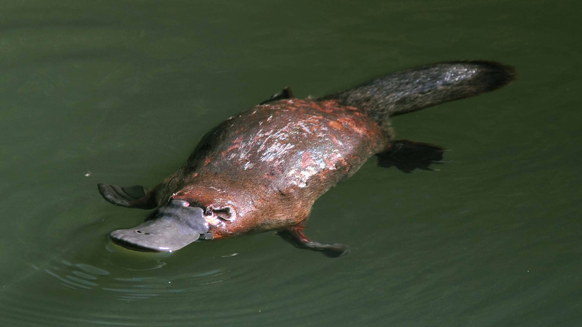 Animals Of Australia