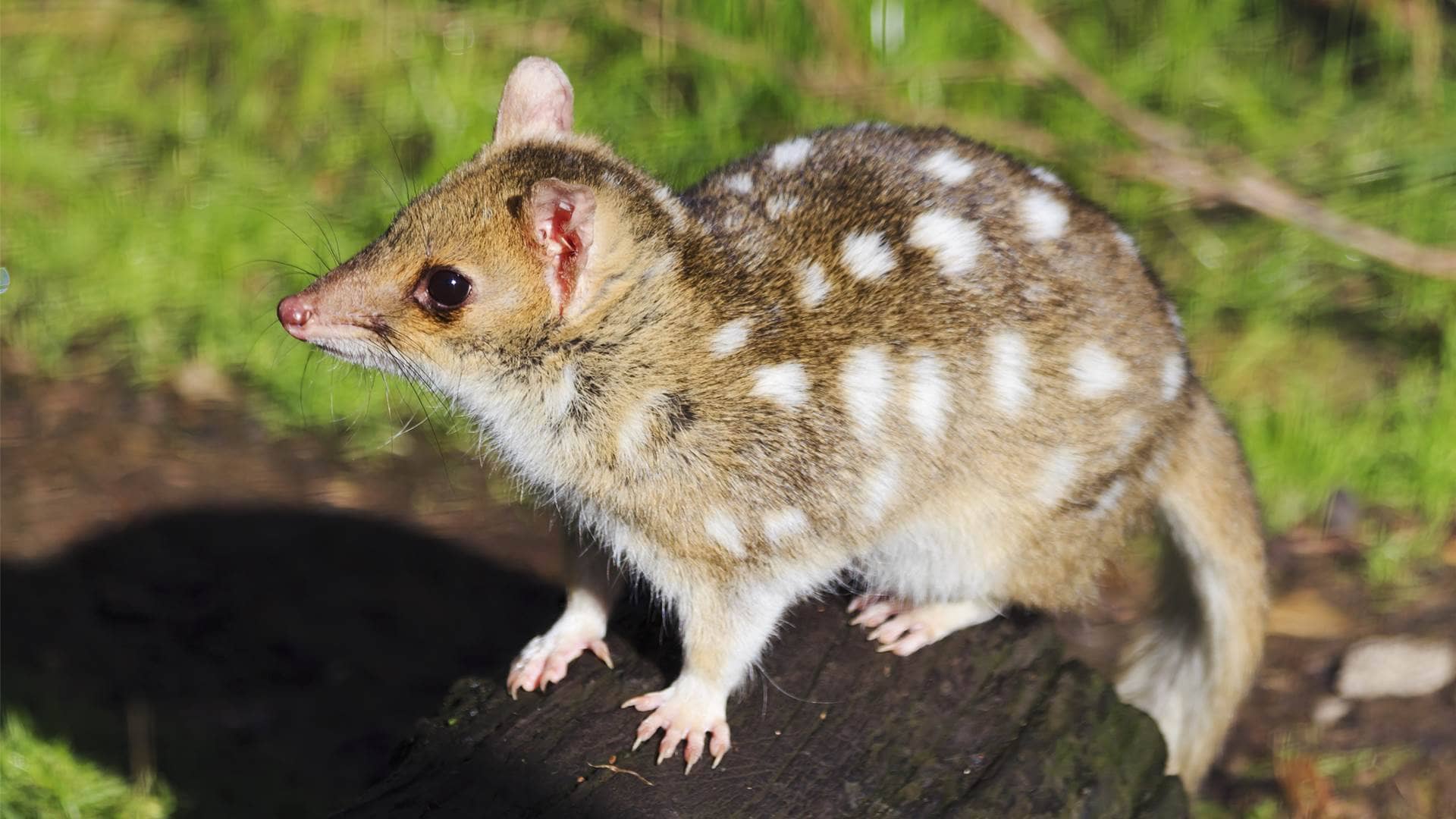 Animals Of Australia