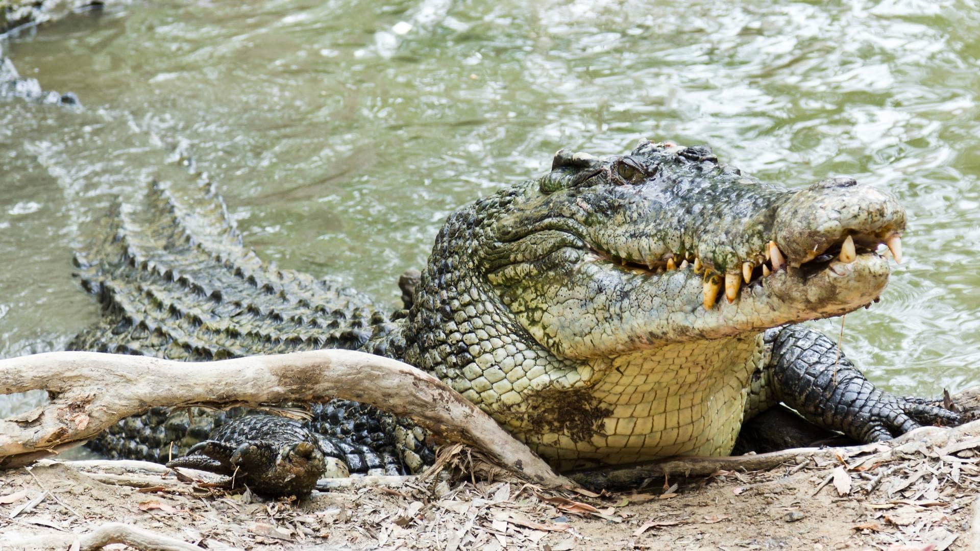 Animals Of Australia