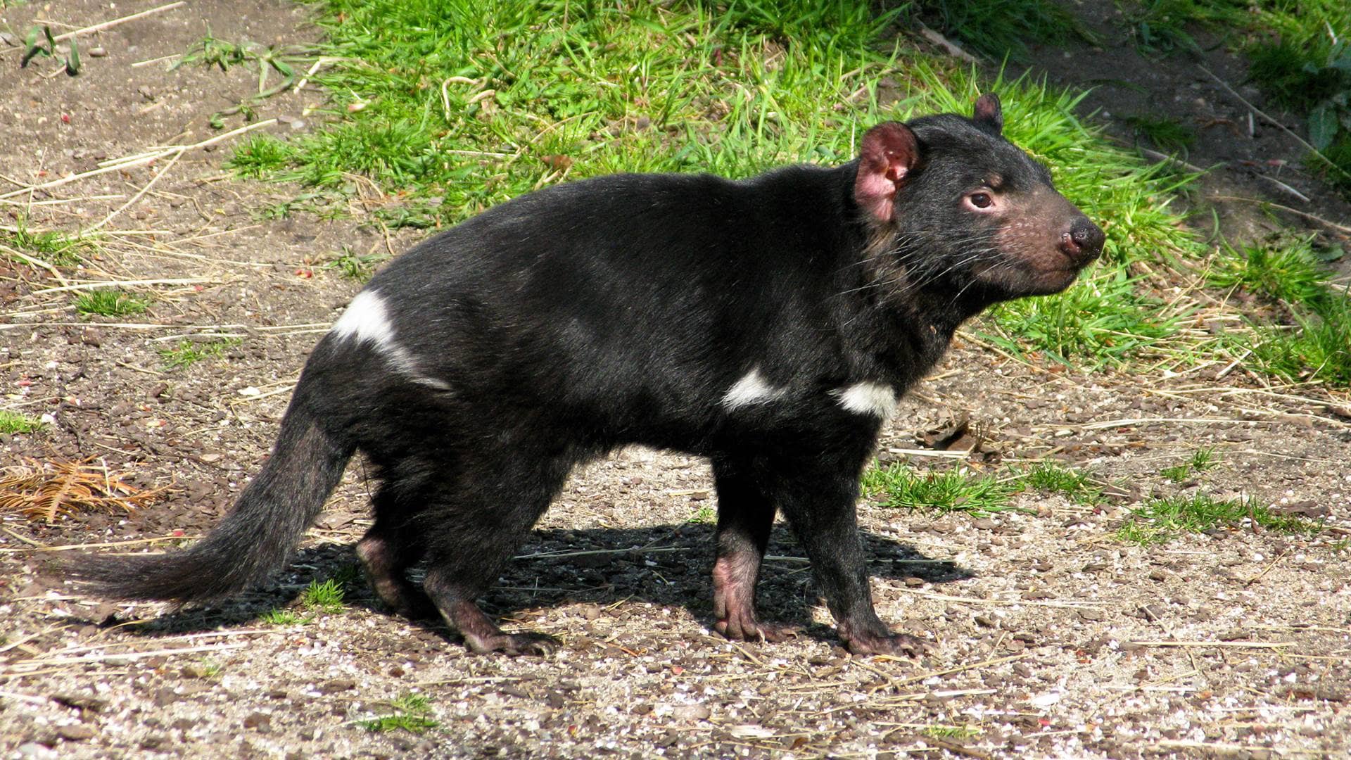 Animals Of Australia