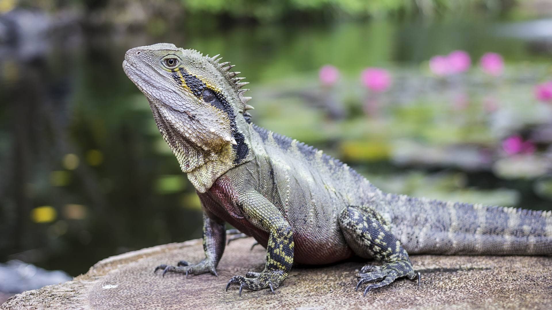 Animals Of Australia