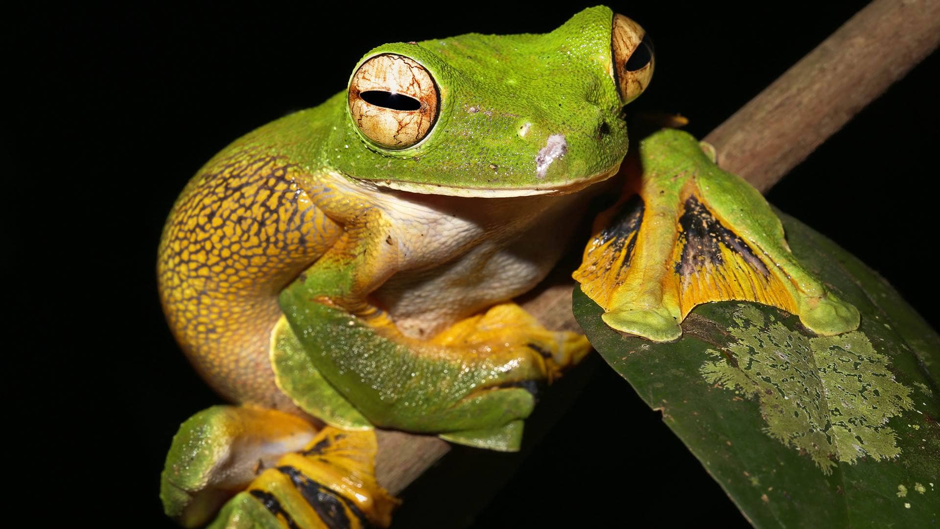 Animals Of Australia