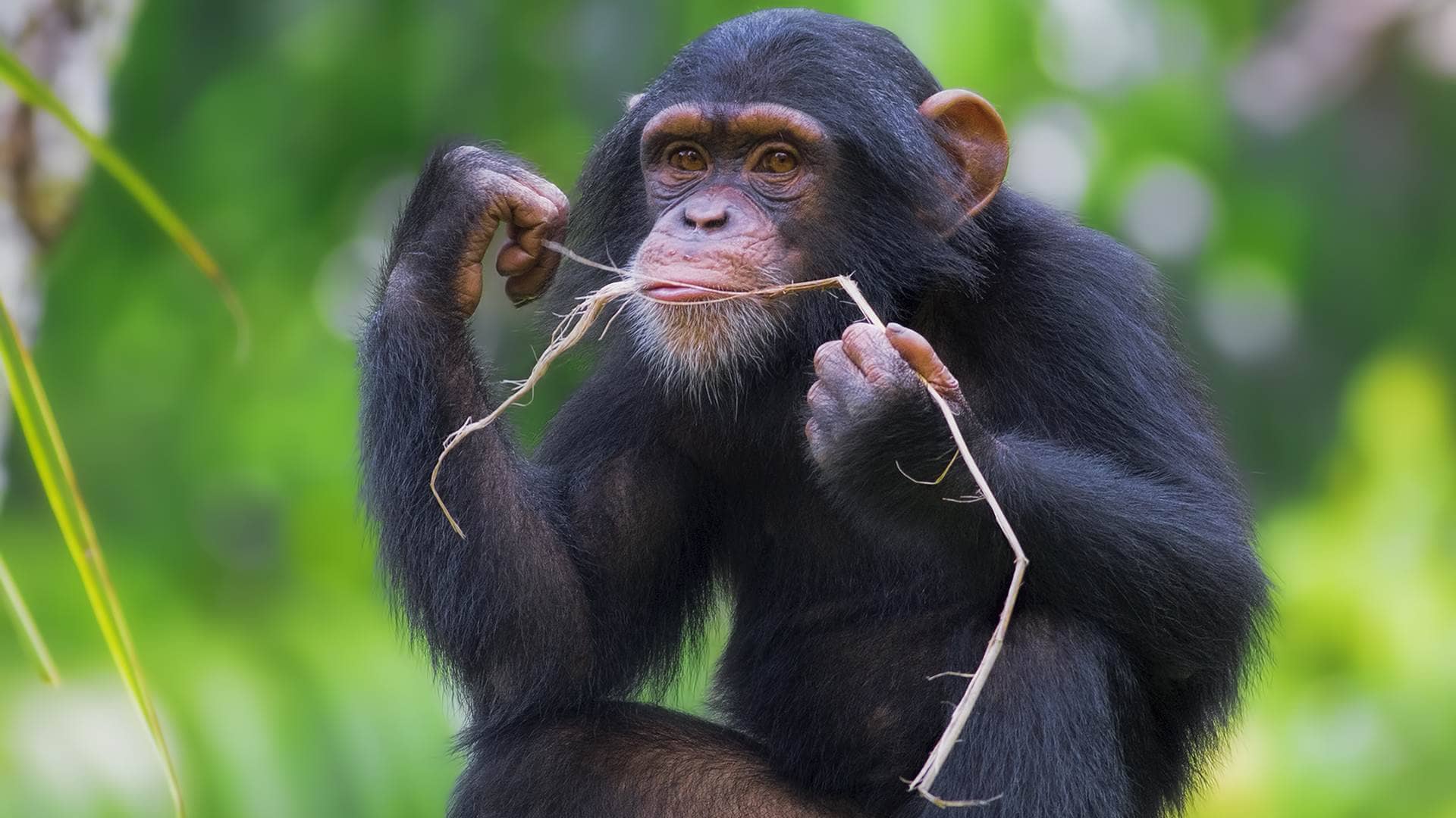 Chimpanzee