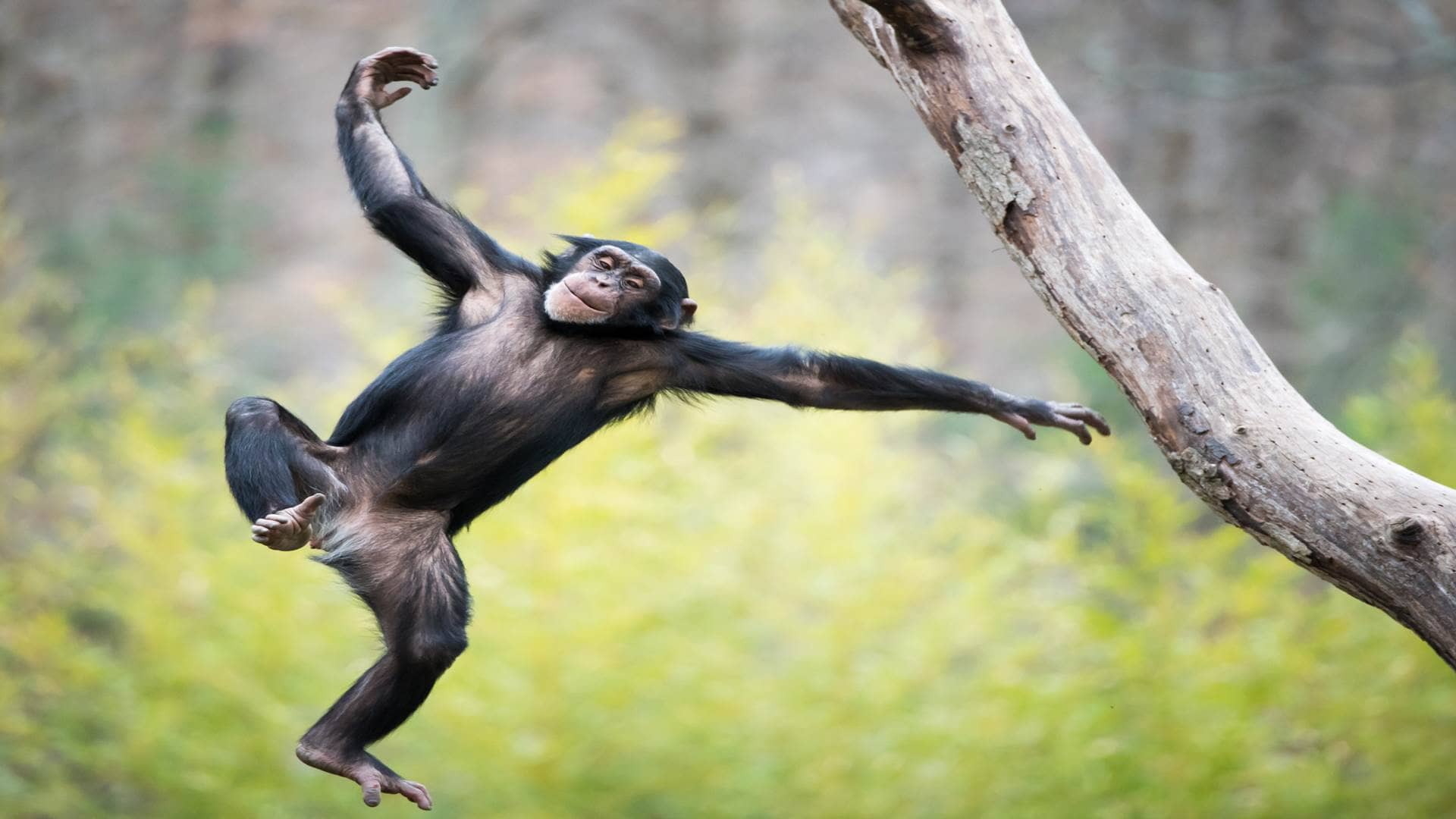 Chimpanzee