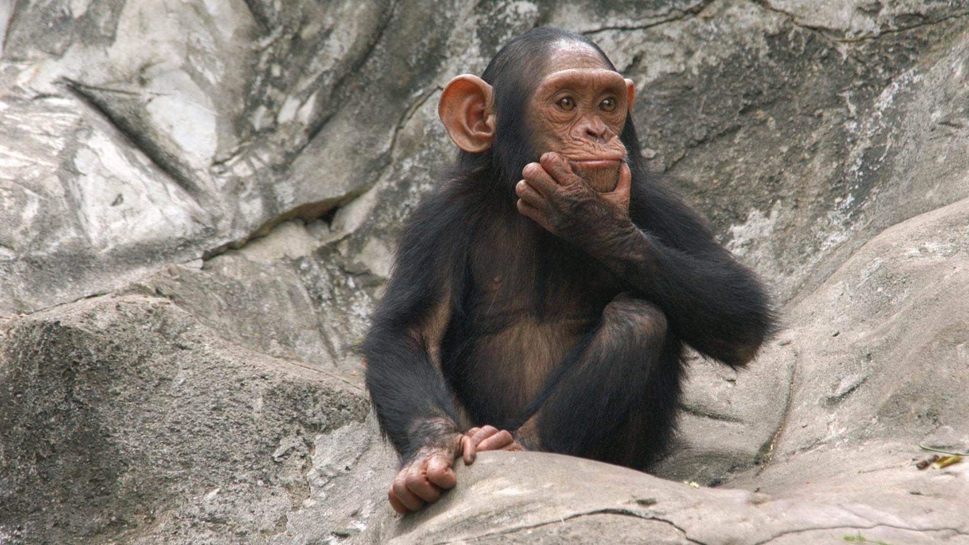 Chimpanzee