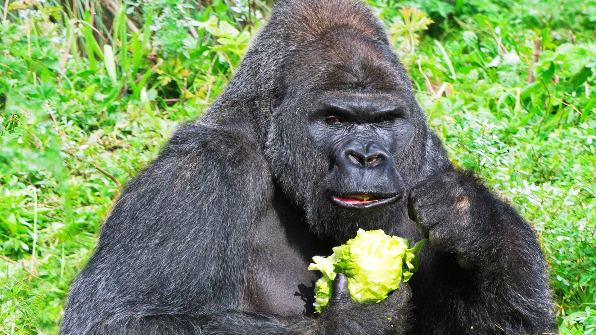 Gorilla