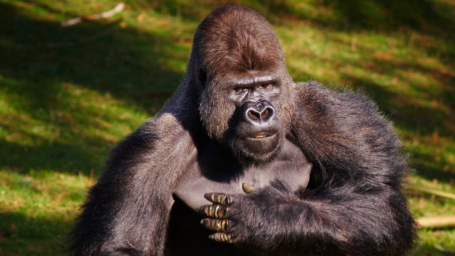 Gorilla