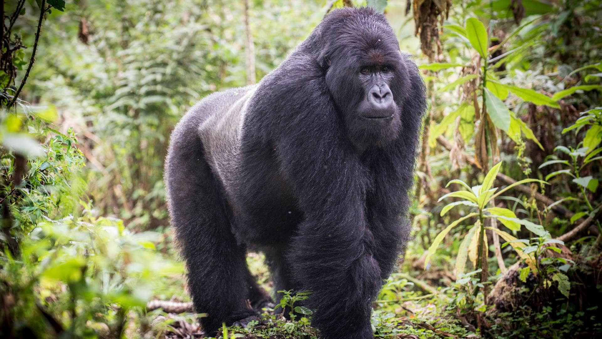 Gorilla