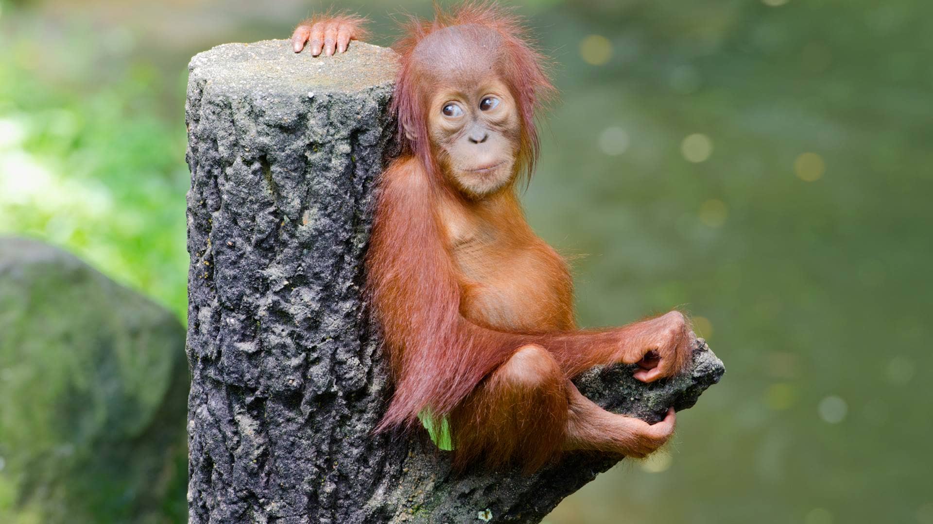 Orangutan